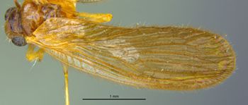 Media type: image;   Entomology 22390 Aspect: habitus dorsal view